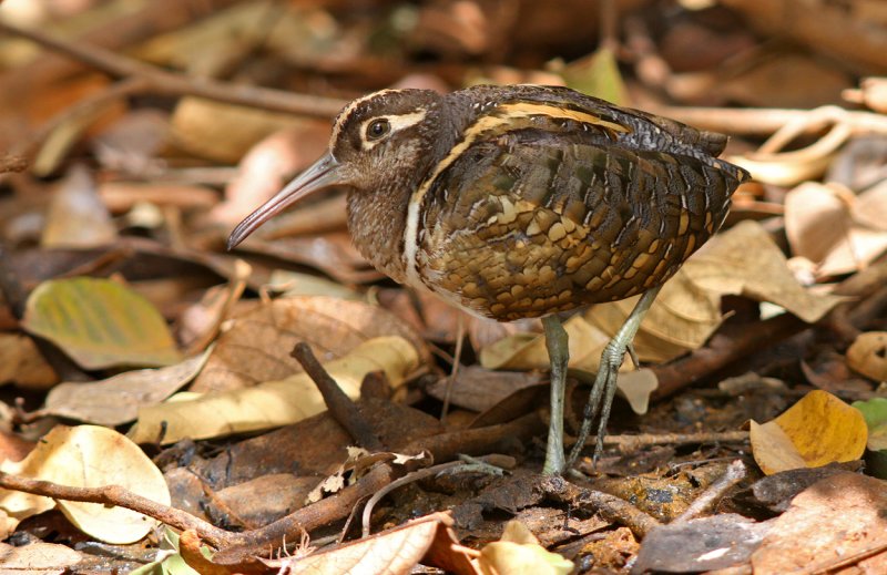 Painted Snipe, Rostratula benghalensis