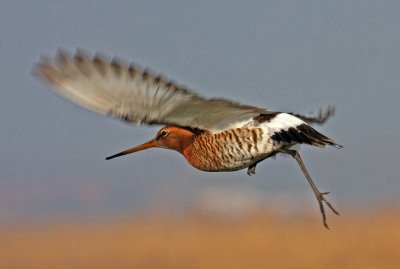 Limosa limosa, Black-tailed Godwit