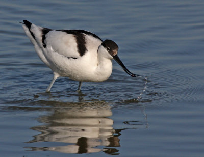 Recurvirostra avosetta, Pied Avocet