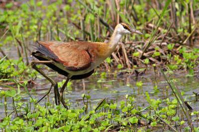 African Jacana, Actophilornis africanus, juvenile