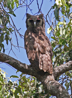 Verreaux's Eagle Owl, Bubo lacteus