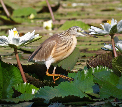 Squacco Heron, Ardeola ralloides