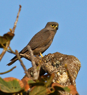 Grey Kestrel, Falco ardosiaceus