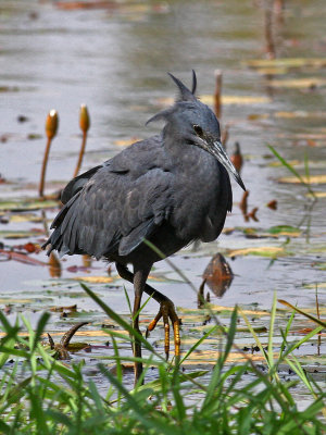 Black Heron, Egretta ardesiaca