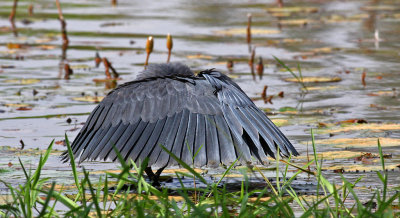 Black Heron, Egretta ardesiaca