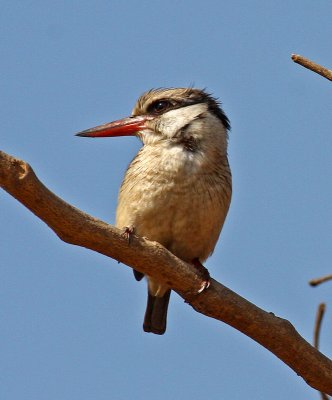 Striped Kingfisher, Halcyon chelicuti