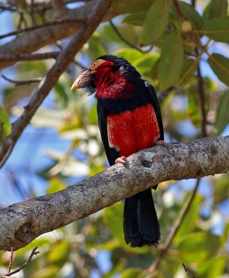 Bearded Barbet, Lybius dubius