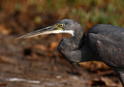 Western Reef-egret, Egretta gularis