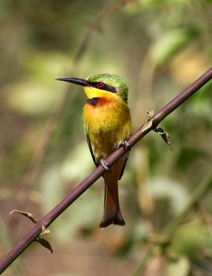 Little Bee-eater, Merops pusillus