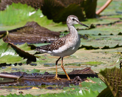 Wood Sandpiper, Tringa glareola