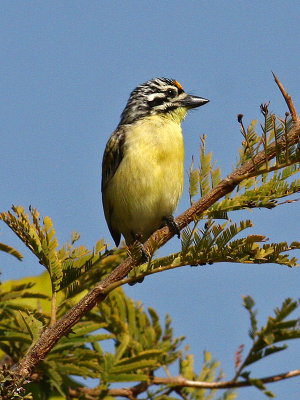 Yellow-fronted Tinkerbird, Pogoniulus chrysoconus
