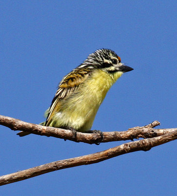 Yellow-fronted Tinkerbird, Pogoniulus chrysoconus