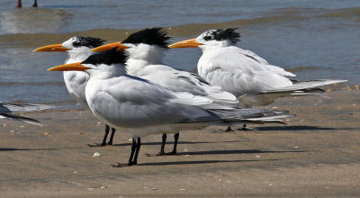 Royal Tern, Sterna maxima