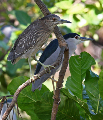 Black-crowned Night Heron, Nycticorax nycticorax