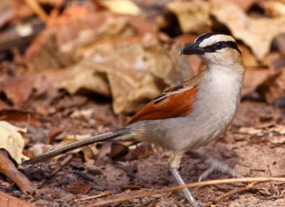 Black-crowned Tchagra, Tchagra senegalus