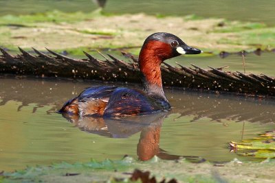 Little Grebe, Tachybaptus ruficollis