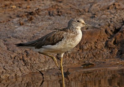 Greenshank, Tringa nebularia