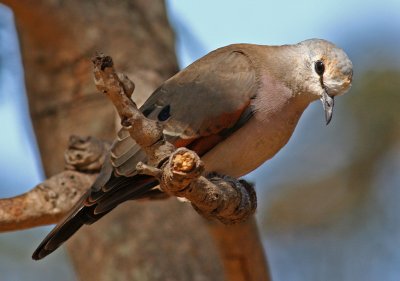 Black-billed Wood Dove, Turtur abyssinicus