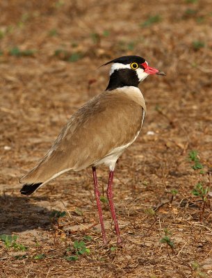 Black-headed Lapwing, Vanellus tectus