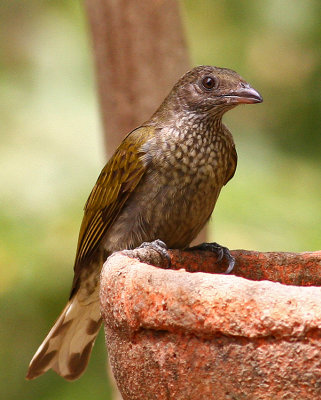 Spotted Honeyguide, Indicator maculatus