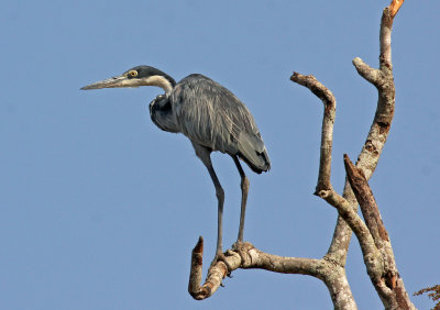 Black-headed Heron, Ardea melanocephala