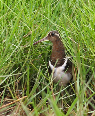 Greater Painted Snipe, Rostratula benghalensis, female