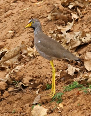 Wattled Lapwing, Vanellus senegallus