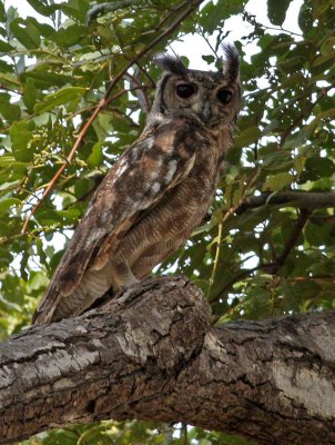 Vermiculated Eagle-owl, Bubo cinerascens