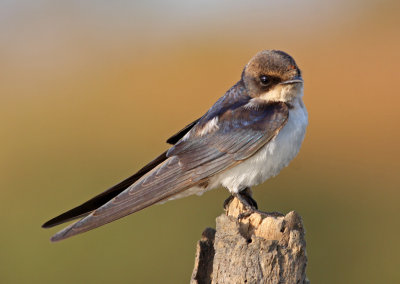 Wire-tailed Swallow, Hirundo smithii, juvenile