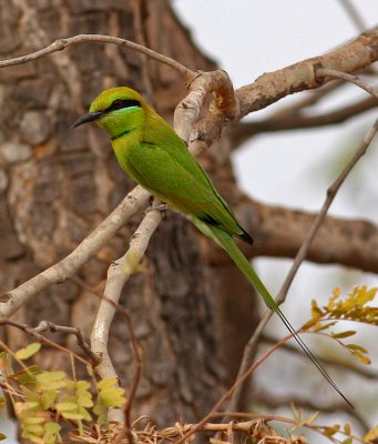 Little Green Bee-eater, Merops orientalis