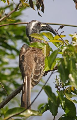 African Grey Hornbill, Tockus nasutus, male