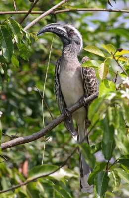 African Grey Hornbill, Tockus nasutus, male