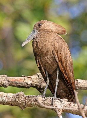 Hamerkop, Scopus umbretta