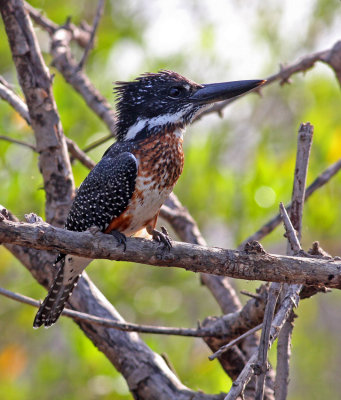 Giant Kingfisher, Megaceryle maxima, male immature