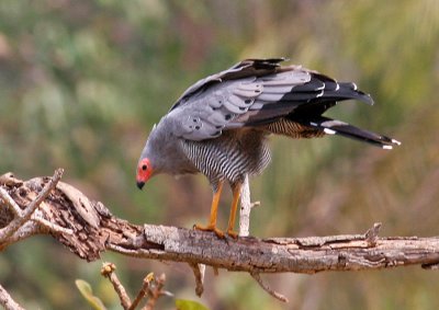 African Harrier-hawk, Polyboroides typus, adult