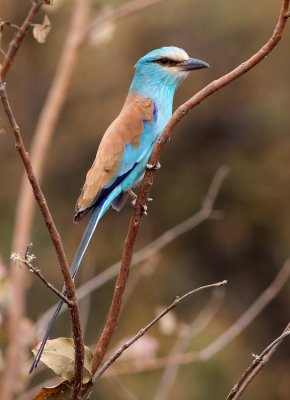 Abyssinian Roller, Coracias abyssinicus