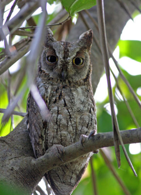 African Scops Owl, Otus senegalensis