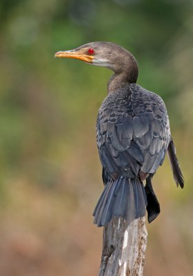 Long-tailed Cormorant, Phalacrocorax africanus