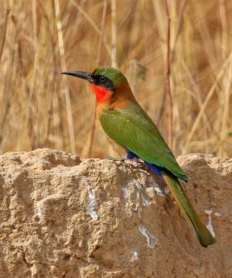 Red-throated Bee-eater, Merops bulocki