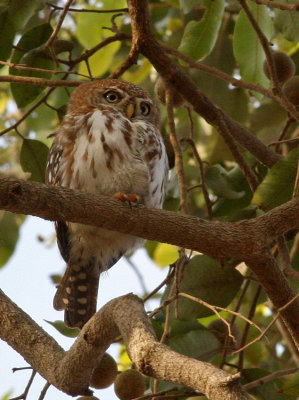 Pearl-spotted Owlet, Glaucidium perlatum