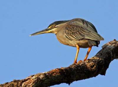 Striated Heron, Butorides striata