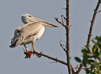 Pink-backed Pelican, Pelecanus rufescens