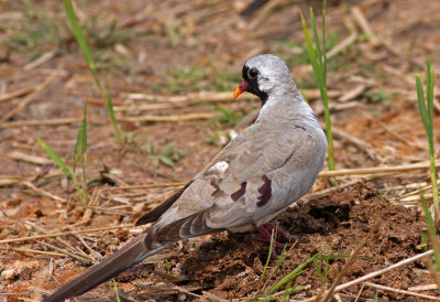 Namaqua Dove, Oena capensis, male
