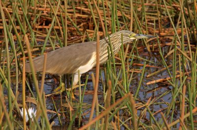 Squacco Heron, Ardeola ralloides