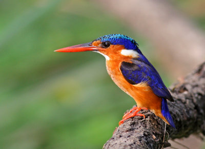 Malachite Kingfisher, Alcedo cristata