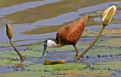 African Jacana, Actophilornis africanus