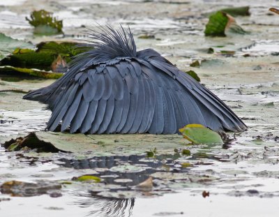 Black Heron, Egretta ardesiaca