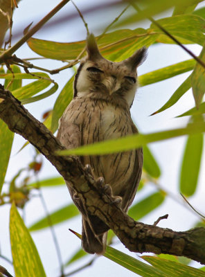 Northern White-faced Scops Owl, Otus leucotis