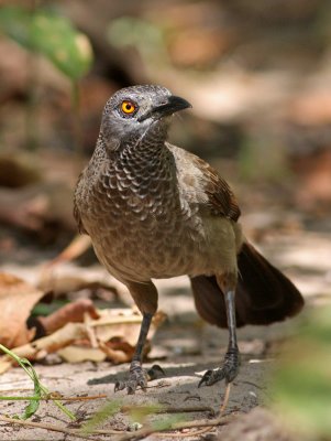 Brown Babbler, Turdoides plebejus