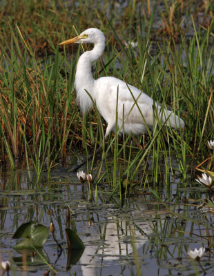 Egretta intermedia, Intermediate Egret